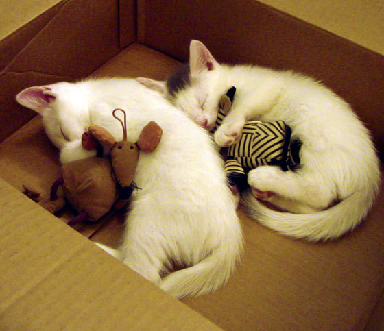 中超球队年度人事更换频率统计，中超几个换人